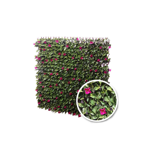 Treillis Extensible Bougainvilliers